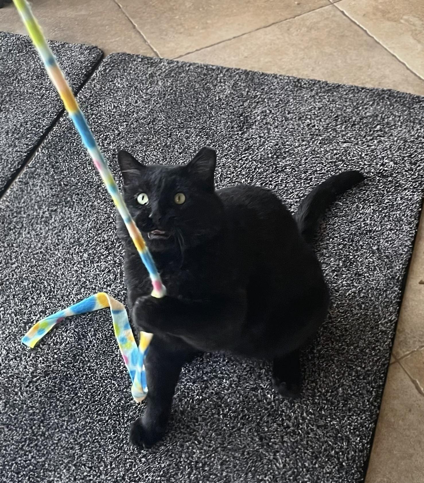 Enlarge Bart, a ADOPTABLE Domestic Short Hair in Centerville, UT image 5/6