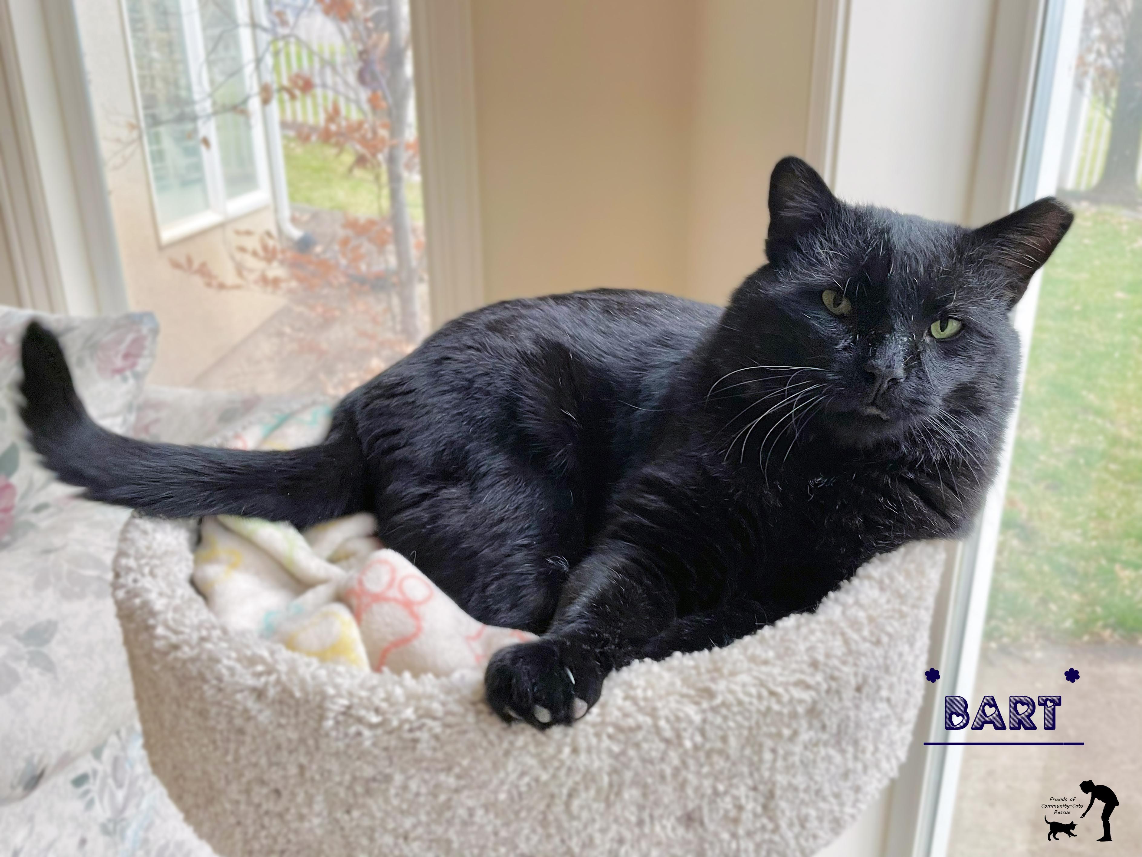 Enlarge Bart, a ADOPTABLE Domestic Short Hair in Centerville, UT image 1/6
