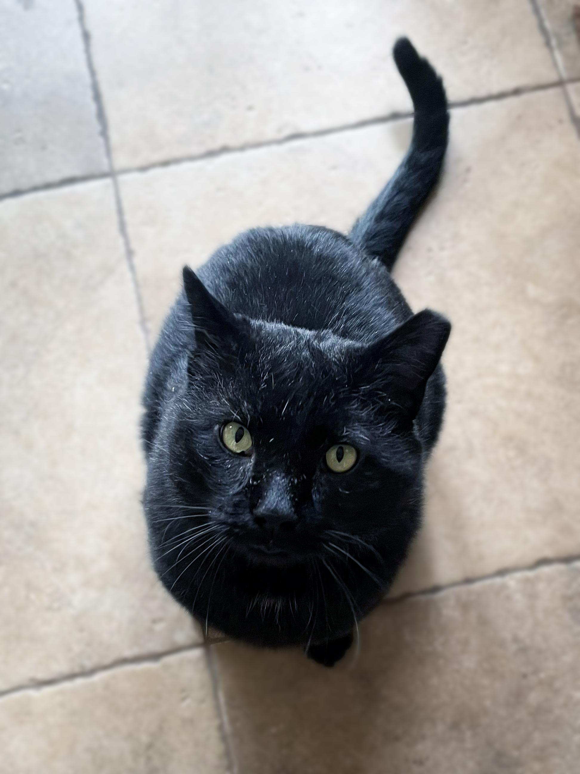 Enlarge Bart, a ADOPTABLE Domestic Short Hair in Centerville, UT image 2/6