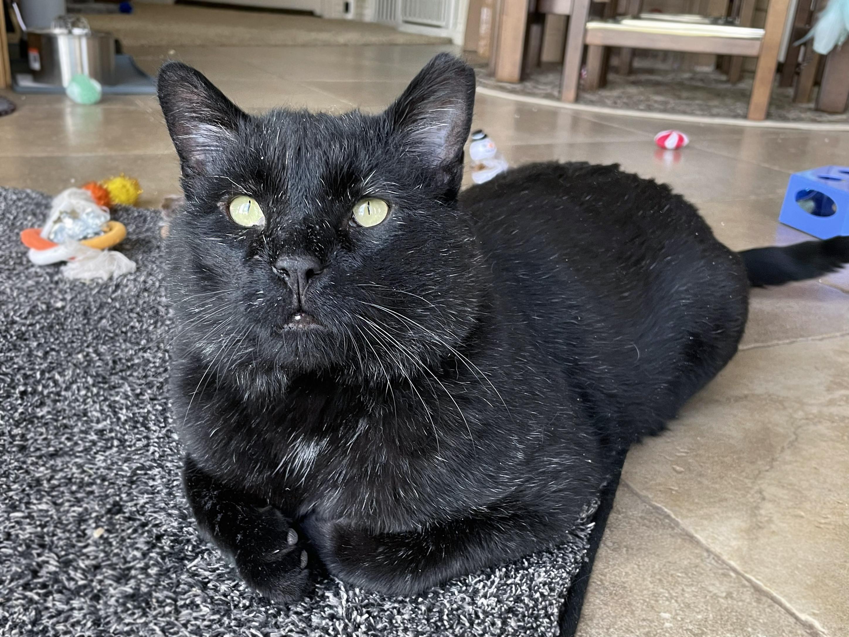 Enlarge Bart, a ADOPTABLE Domestic Short Hair in Centerville, UT image 4/6