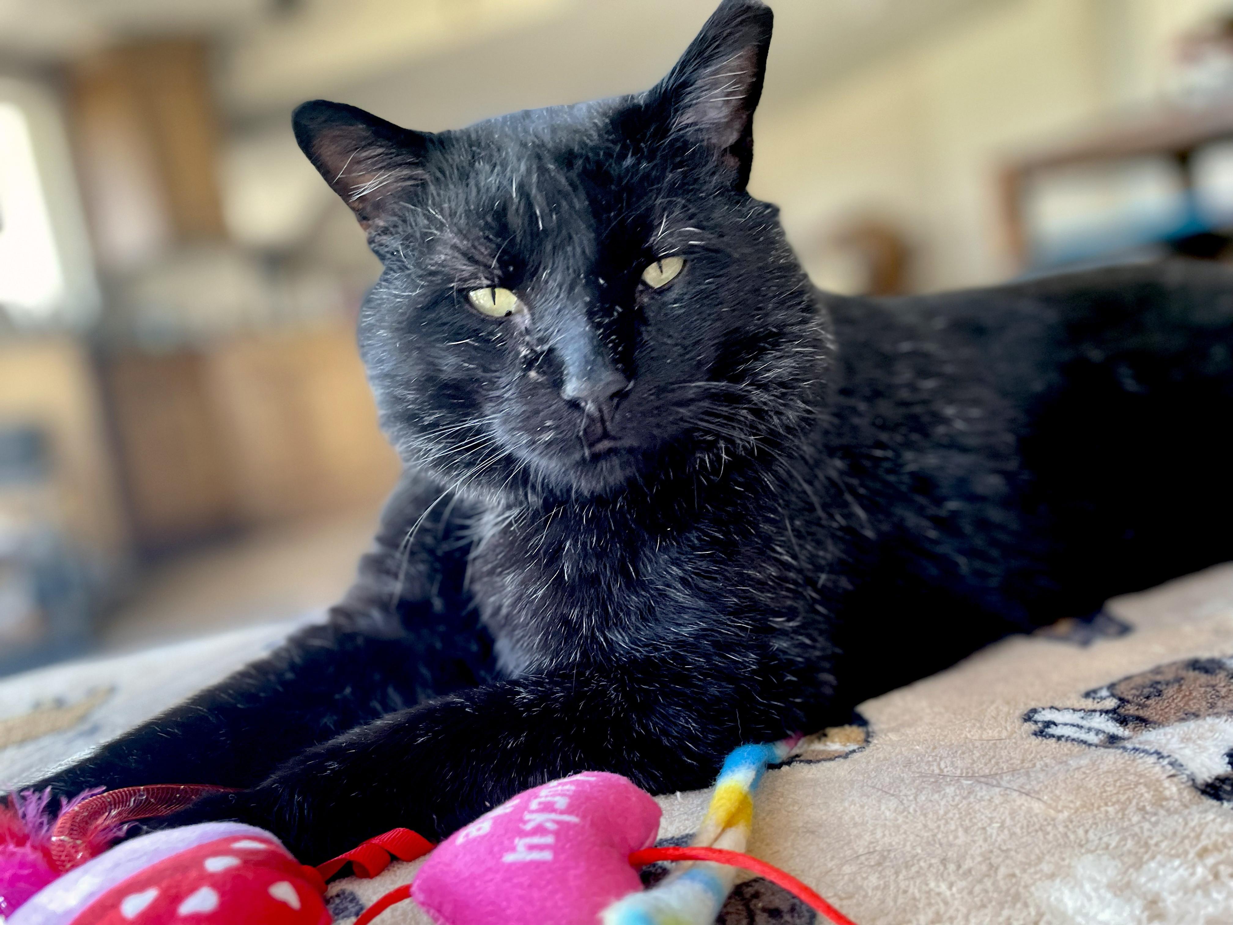 Enlarge Bart, a ADOPTABLE Domestic Short Hair in Centerville, UT image 6/6