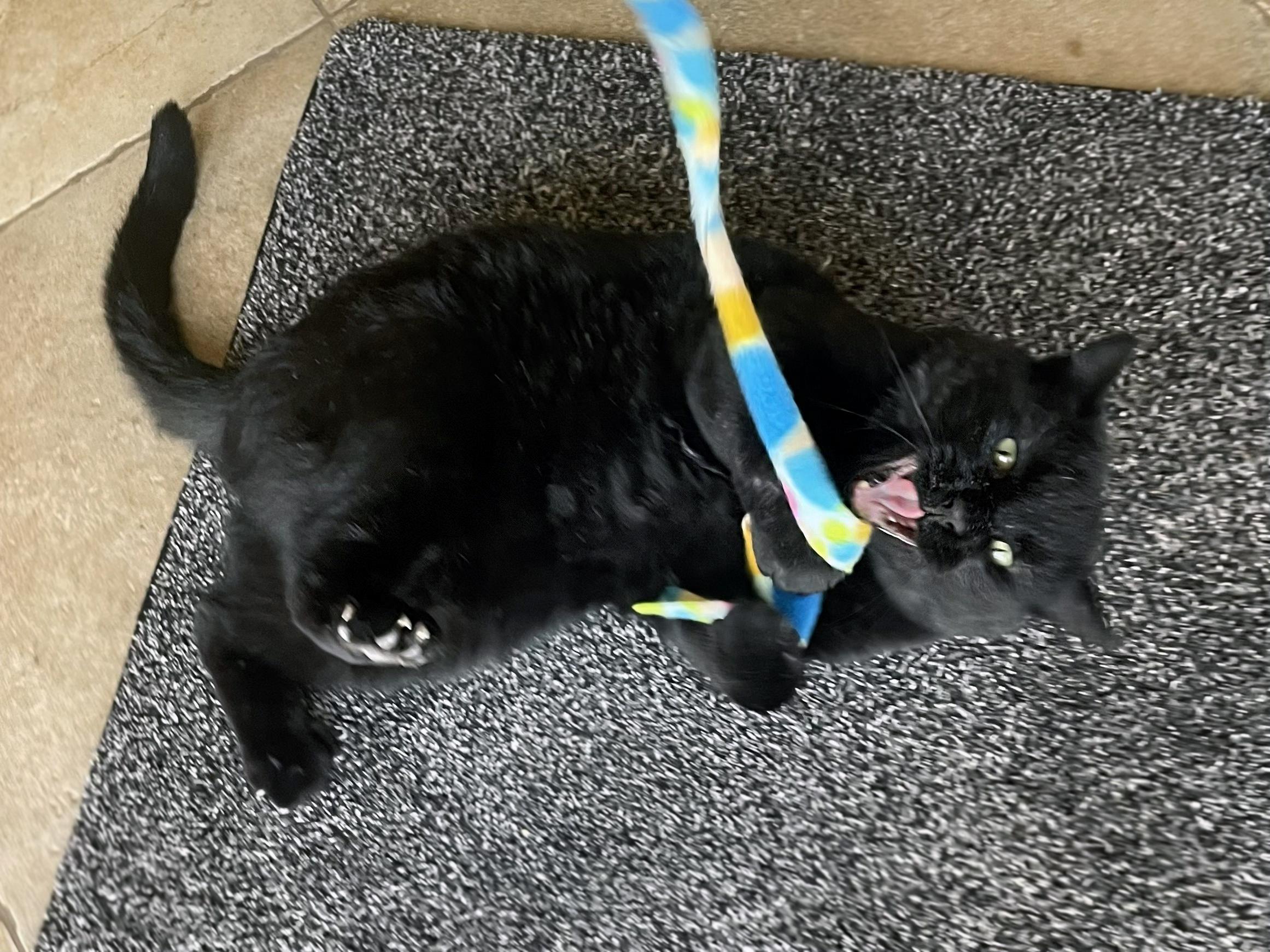 Enlarge Bart, a ADOPTABLE Domestic Short Hair in Centerville, UT image 3/6