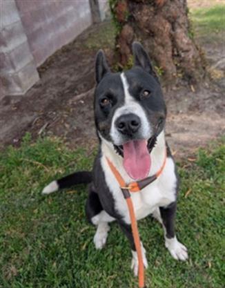 BUDDY, Adoptable, Adult Male Akita & Mixed Breed.
