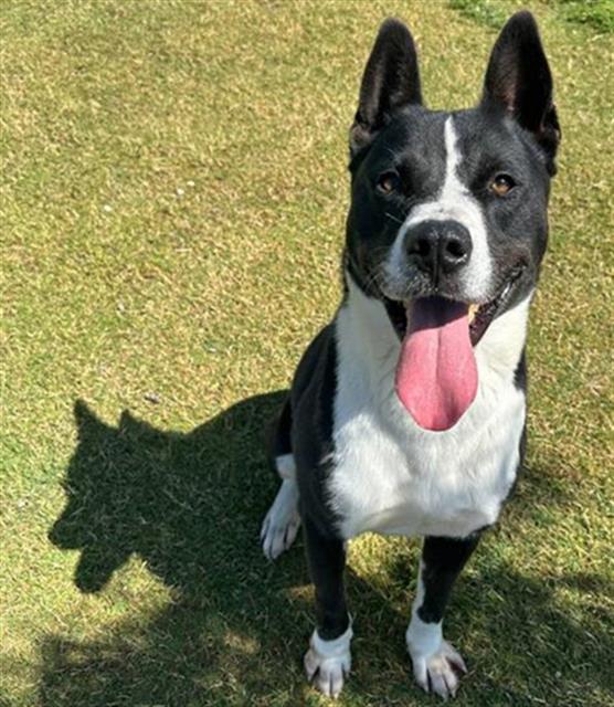 BUDDY, Adoptable, Adult Male Akita & Mixed Breed.