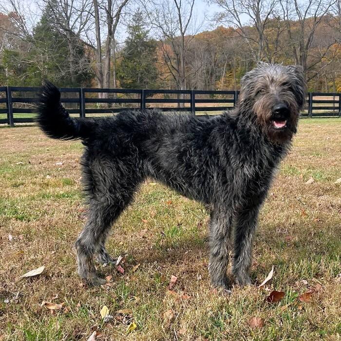 Brooklyn #6661, a Adoptable mixed breed in Louisville, KY image 1/4