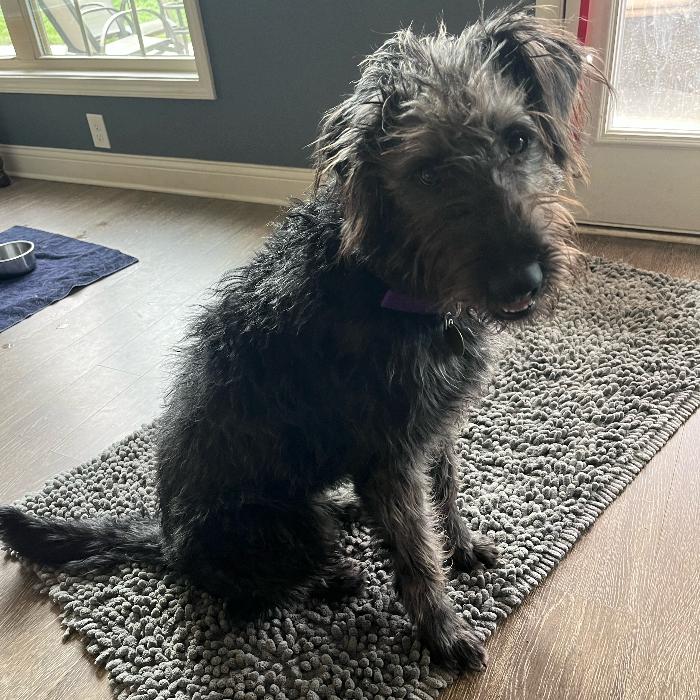 Brooklyn #6661, a Adoptable mixed breed in Louisville, KY image 2/4