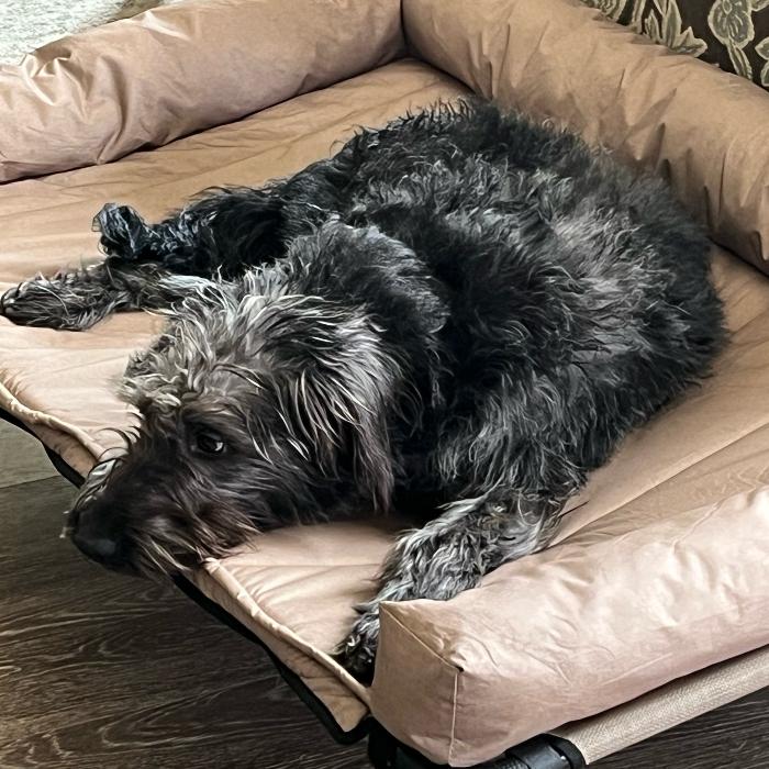 Brooklyn #6661, a Adoptable mixed breed in Louisville, KY image 3/4