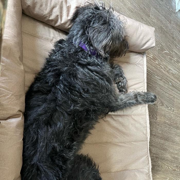 Brooklyn #6661, a Adoptable mixed breed in Louisville, KY image 4/4