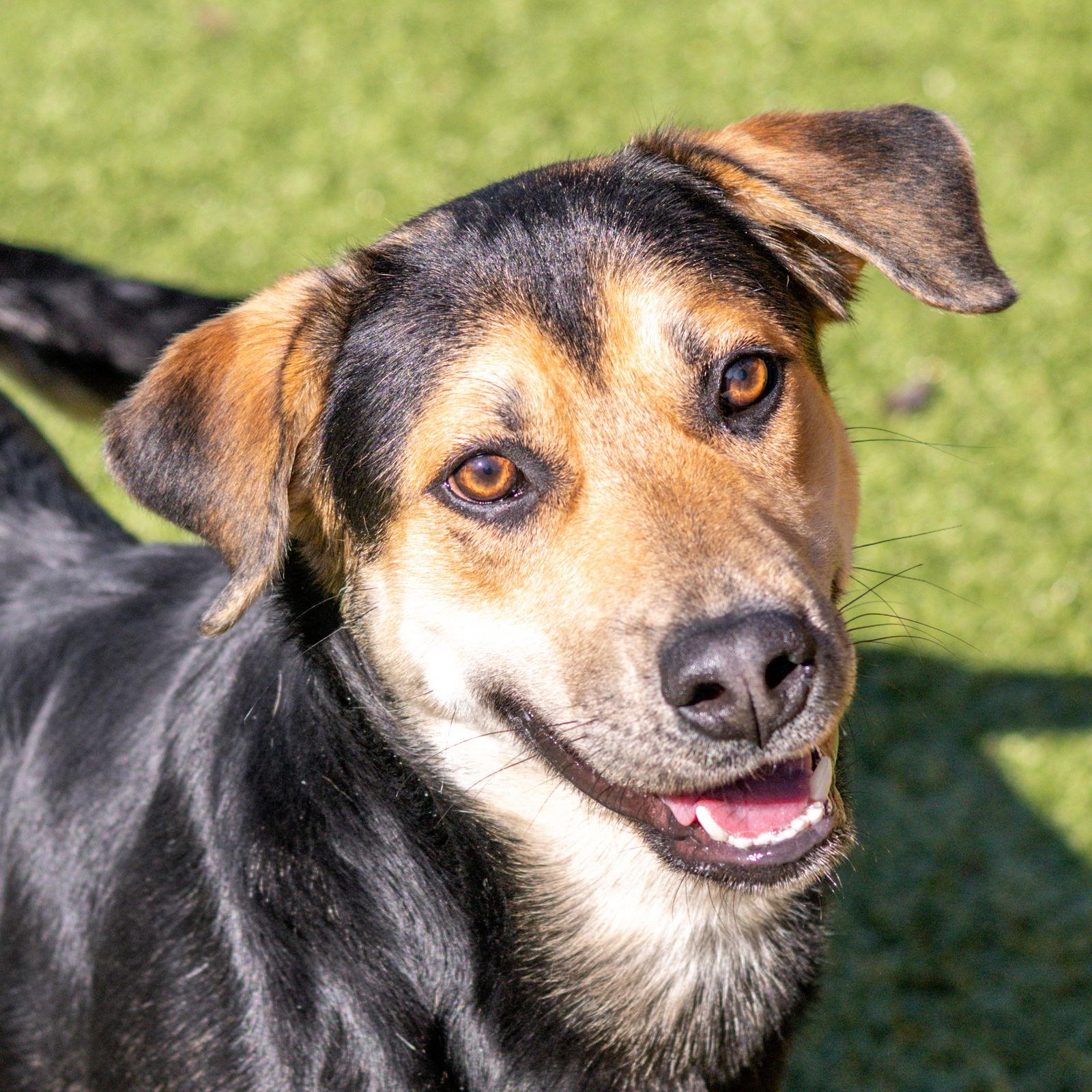 Enlarge Trent, a Adoptable Hound in Hilton Head Island, SC image 1/3