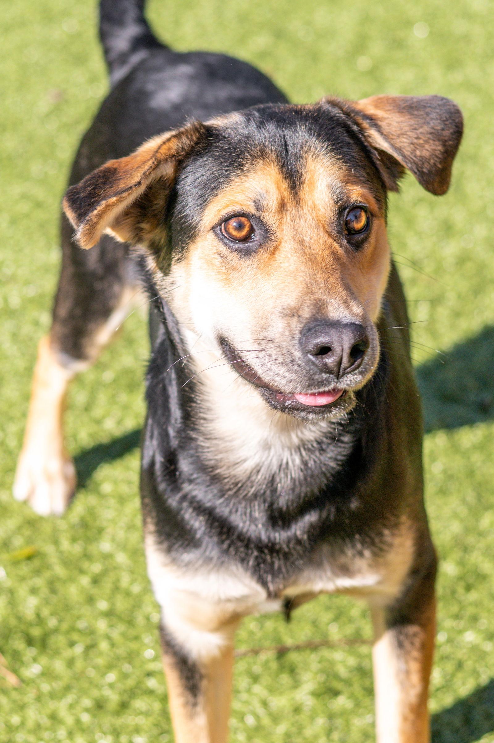 Enlarge Trent, a Adoptable Hound in Hilton Head Island, SC image 2/3