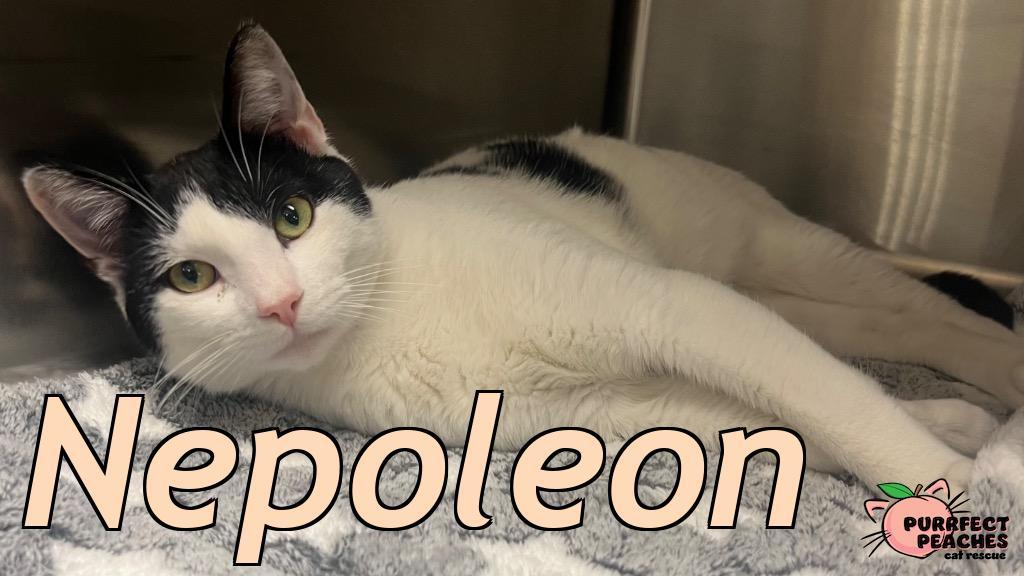 Nepoleon, Adoptable, Young Male Domestic Short Hair.