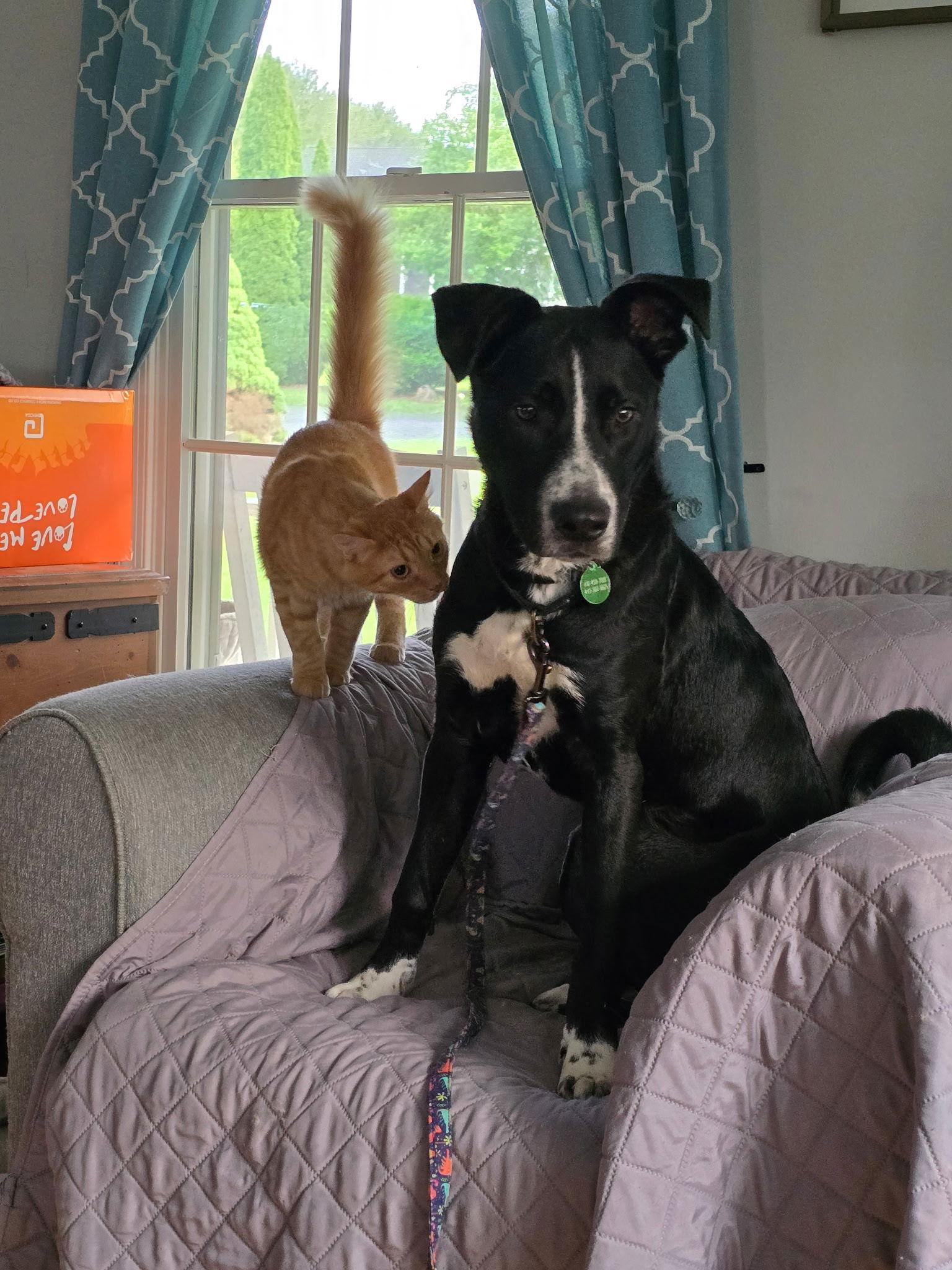 Enlarge Tucker, a Adopted Shepherd in Forest Hill, MD image 1/3