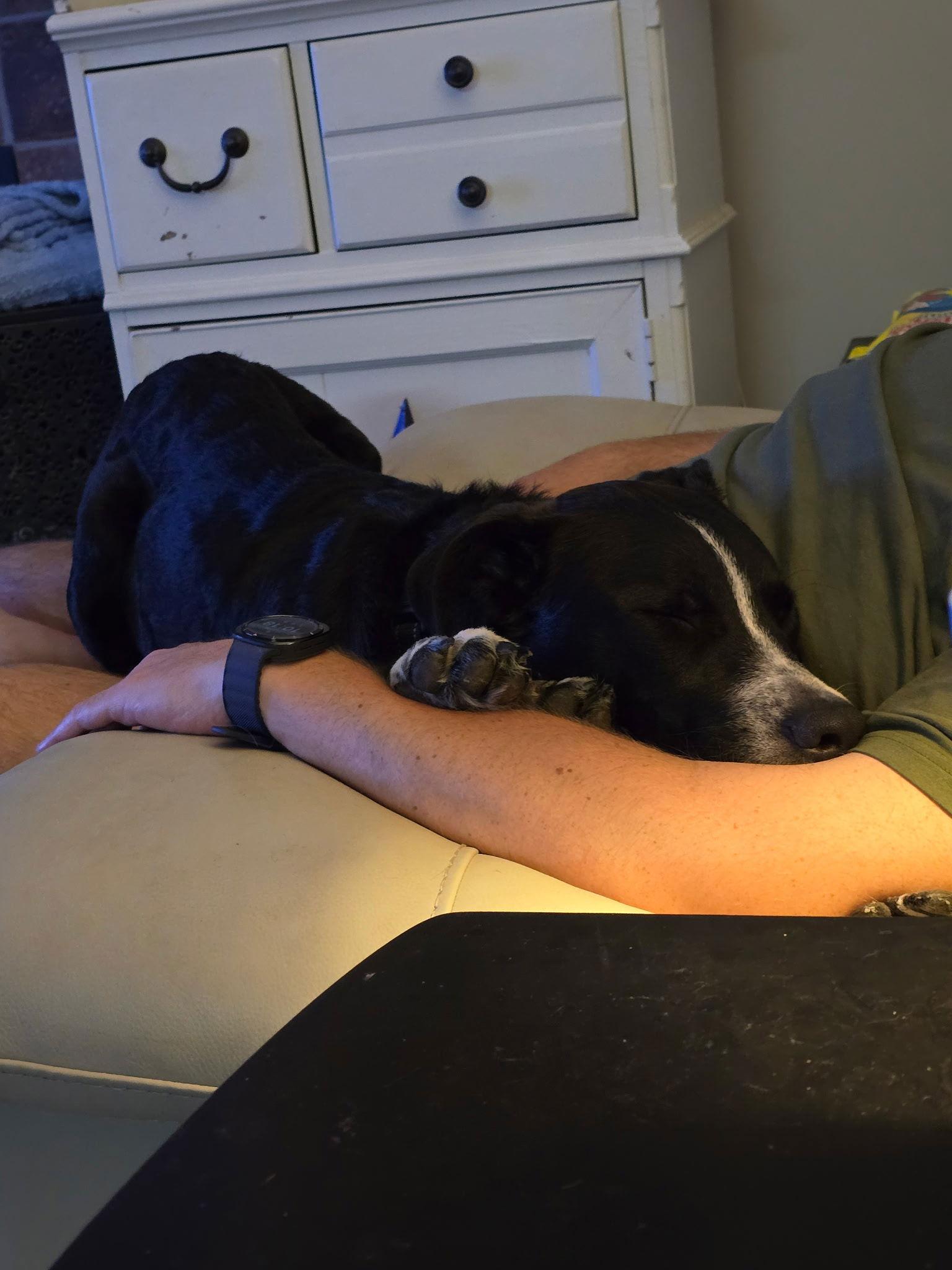 Enlarge Tucker, a Adopted Shepherd in Forest Hill, MD image 2/3