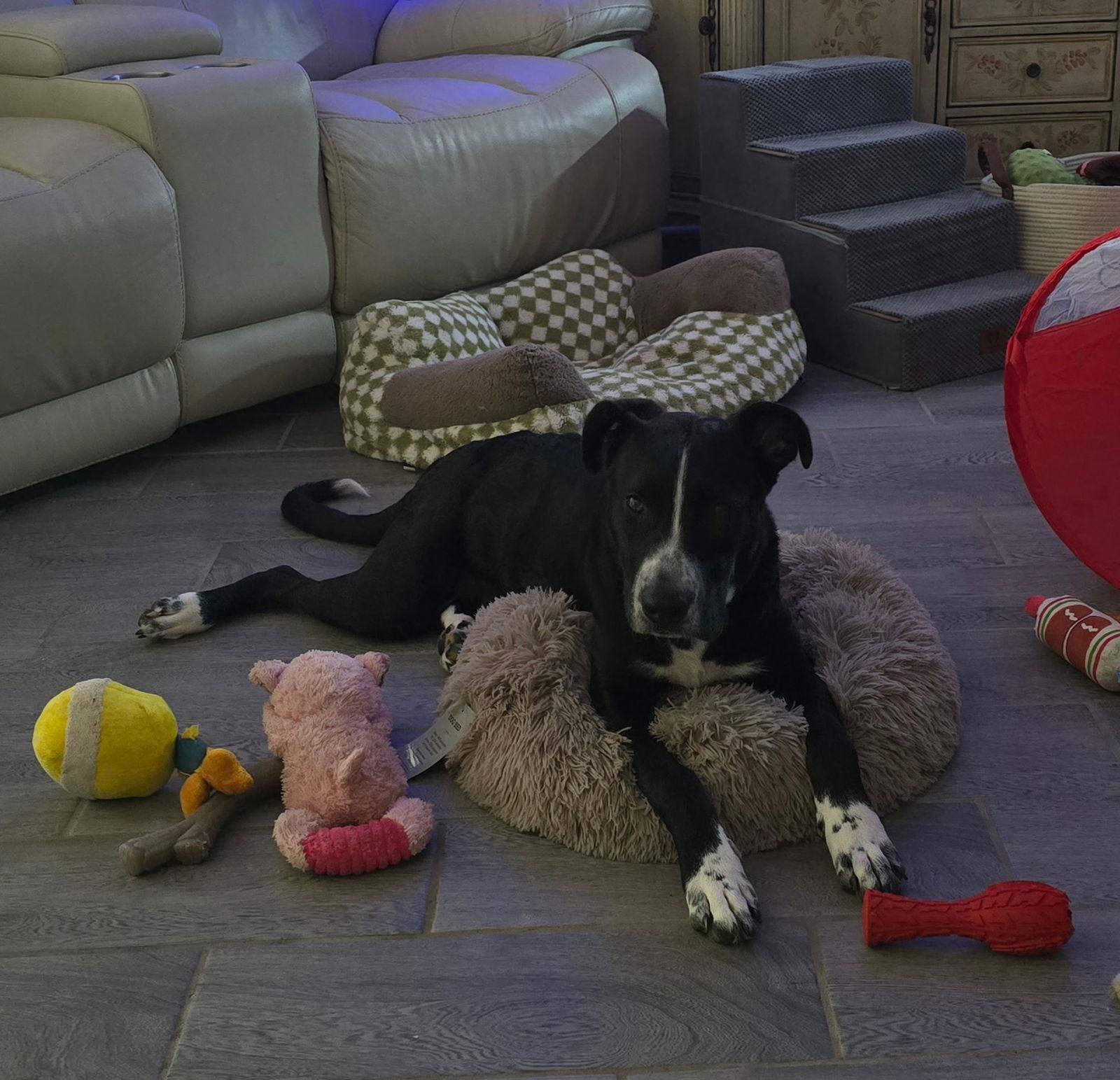 Enlarge Tucker, a Adopted Shepherd in Forest Hill, MD image 3/3