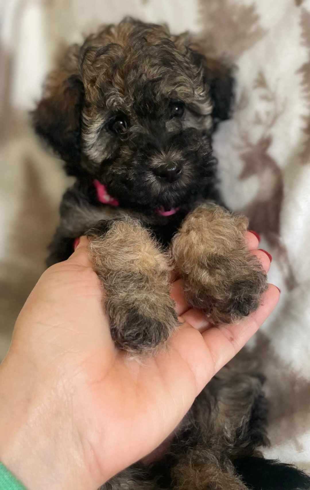 Lucy, a Adopted Aussiedoodle in Iron Ridge, WI image 3/3