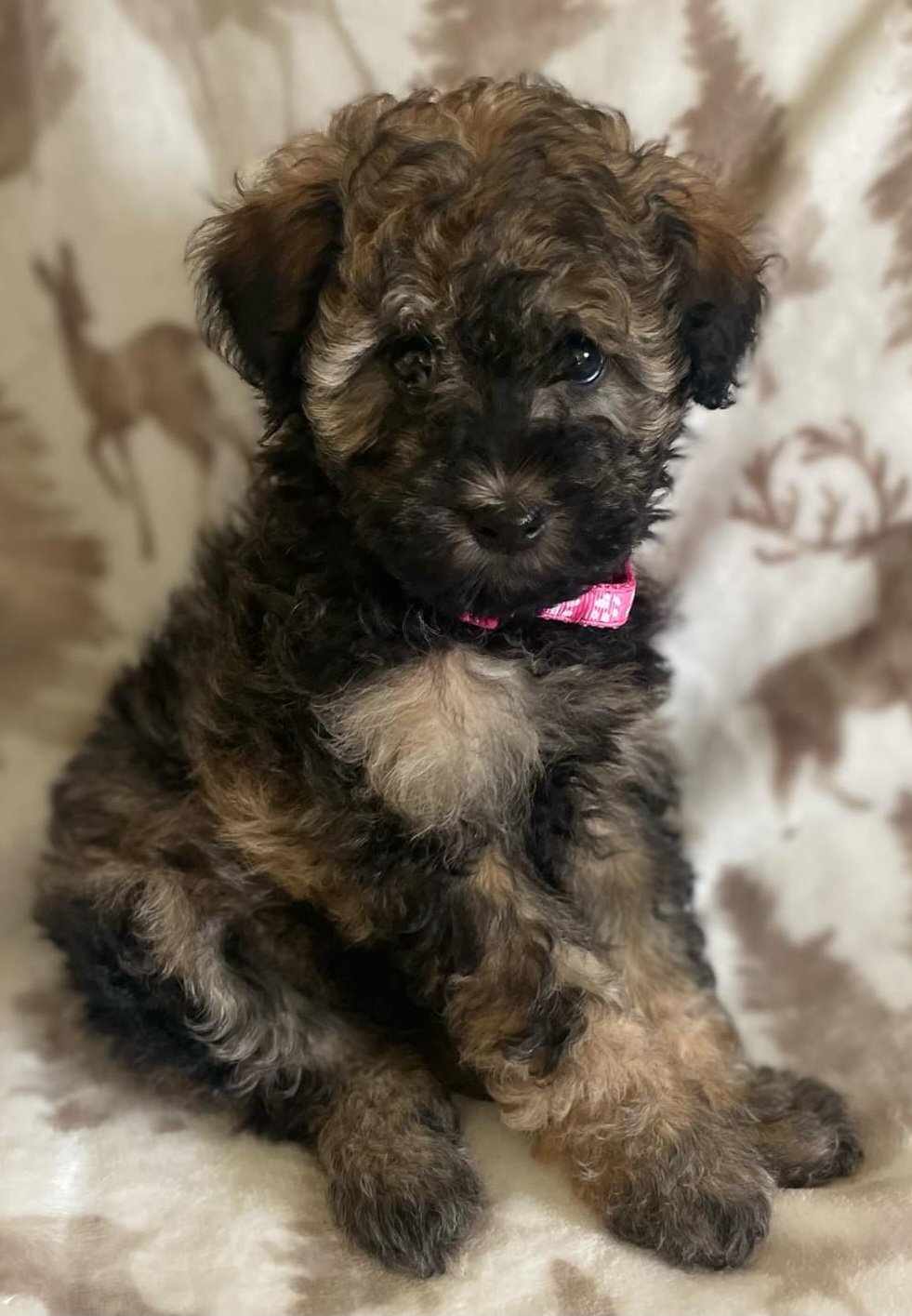 Lucy, Adopted, Puppy Female Aussiedoodle.