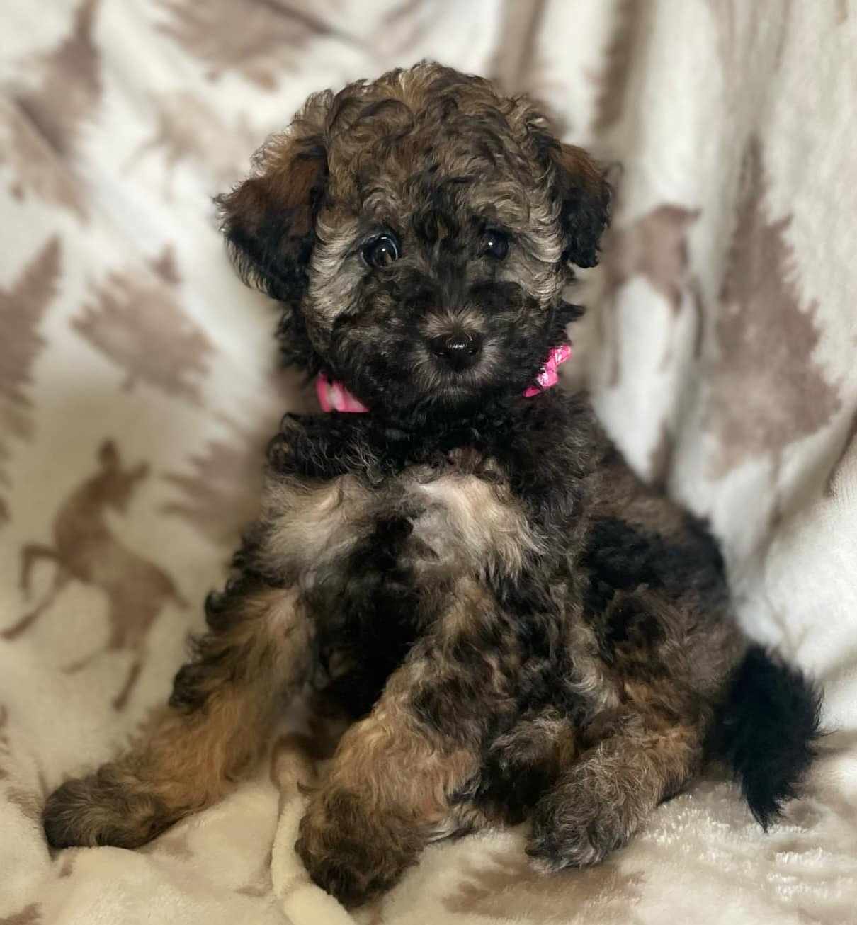 Lucy, a Adopted Aussiedoodle in Iron Ridge, WI image 2/3