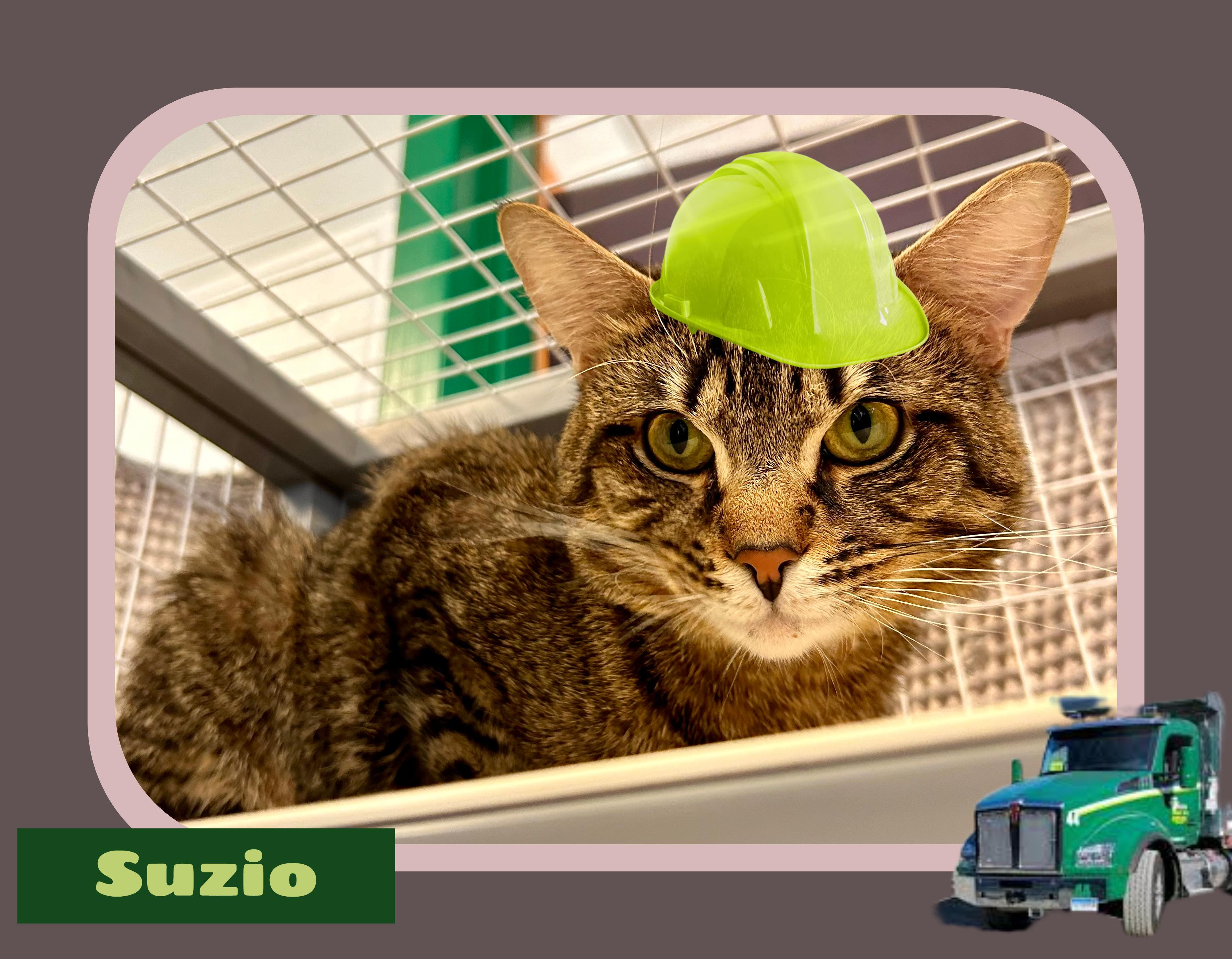 Suzio photo 2