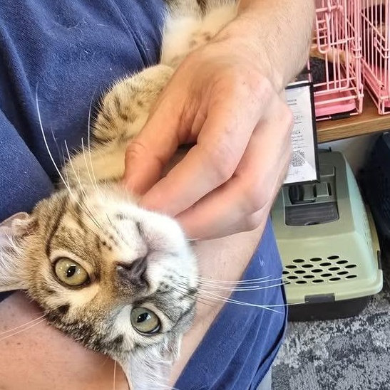 Jonas, Adopted, Kitten Male Domestic Short Hair.