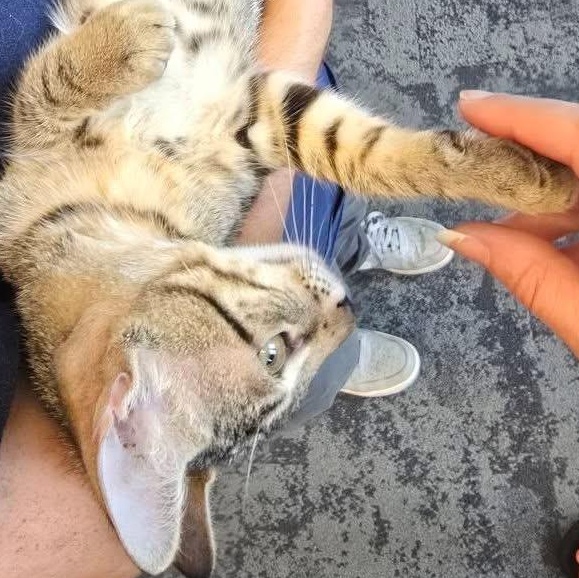 Enlarge Jonas, a Adopted Domestic Short Hair in Midlothian, TX image 2/2