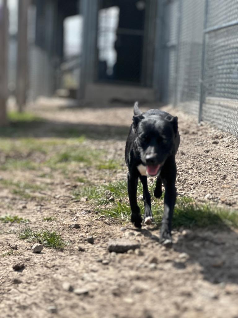 Enlarge Trixie, an adopted mixed breed in Clinton, IL image 3/3