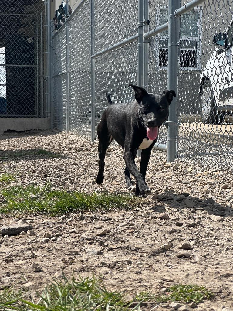 Enlarge Trixie, an adopted mixed breed in Clinton, IL image 2/3