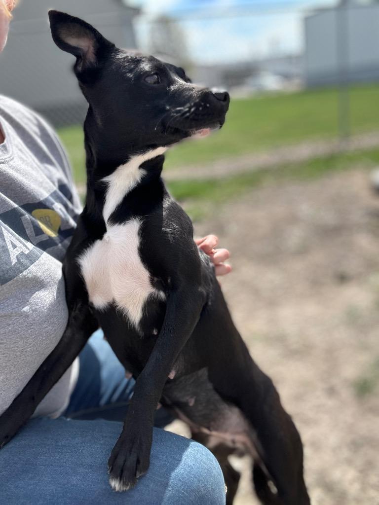 Trixie, adopted, Adult Female Terrier.