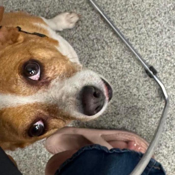 Enlarge Mambo Cynthia OS NV, a Adoptable mixed breed in Las Vegas, NV image 2/2