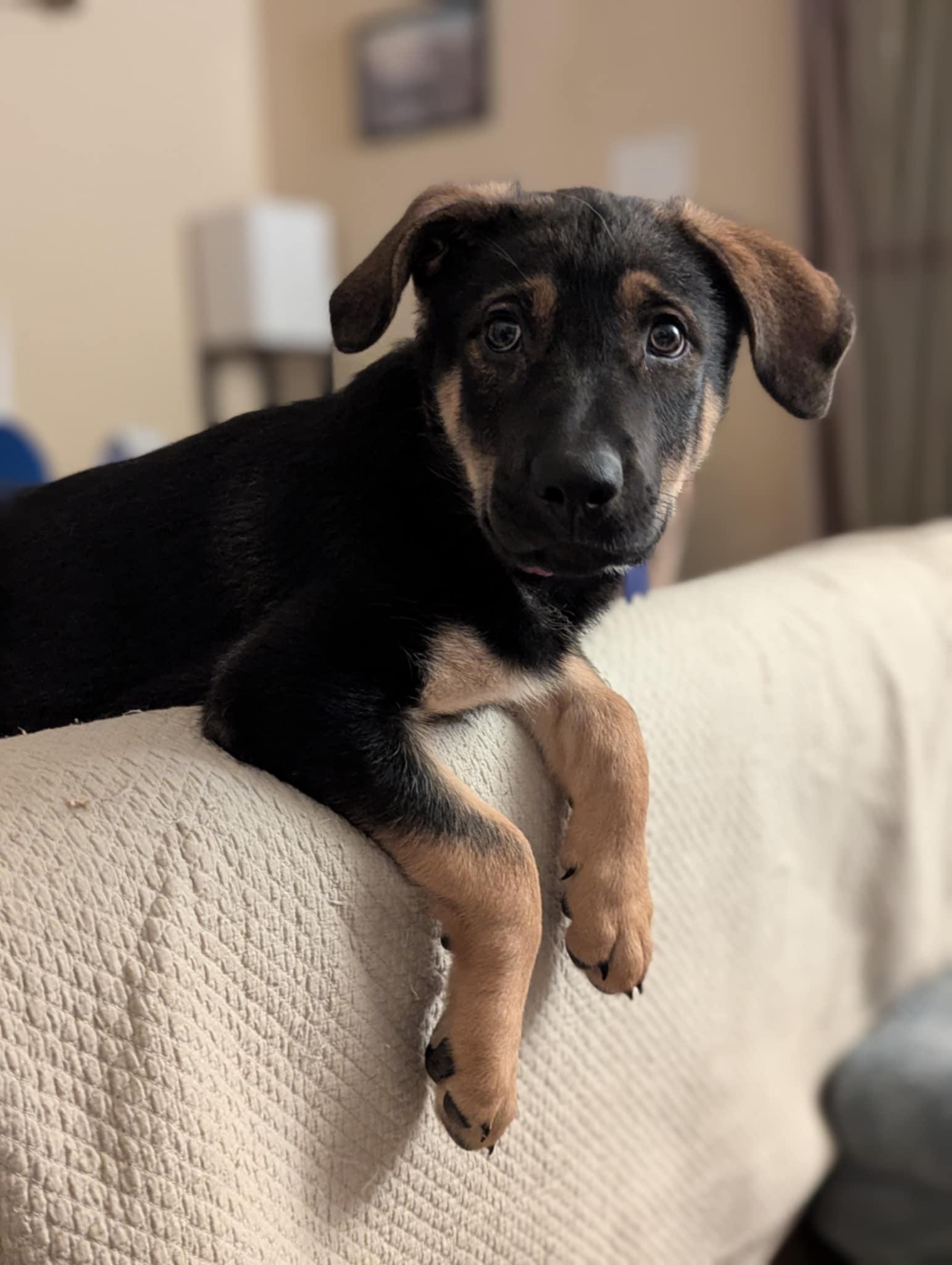 Jalapeno