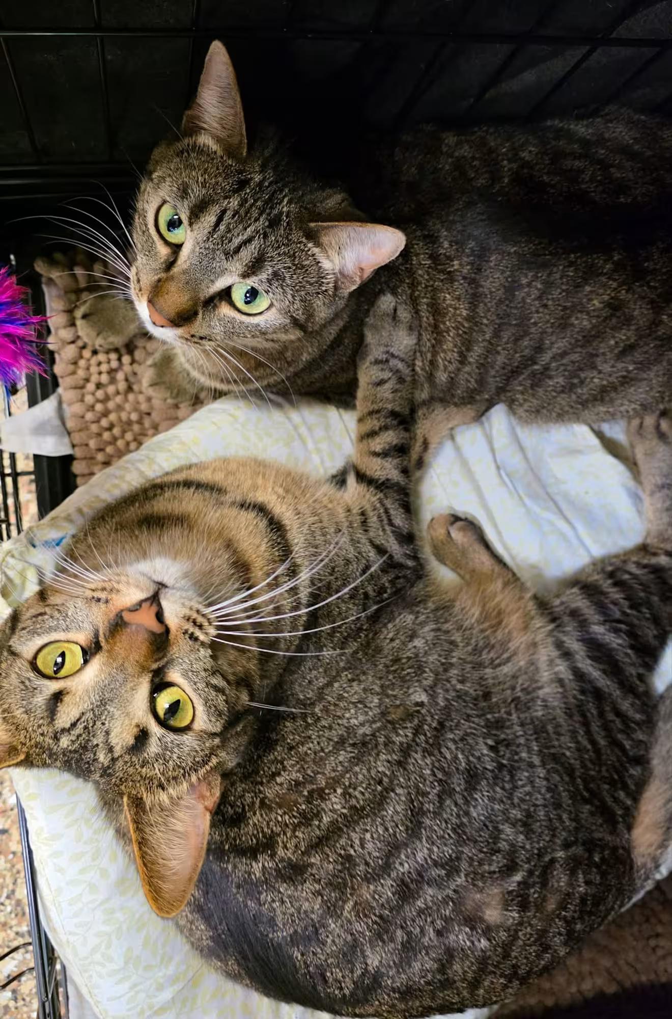 Opal and Ruby, ADOPTABLE, Young Female Domestic Short Hair.