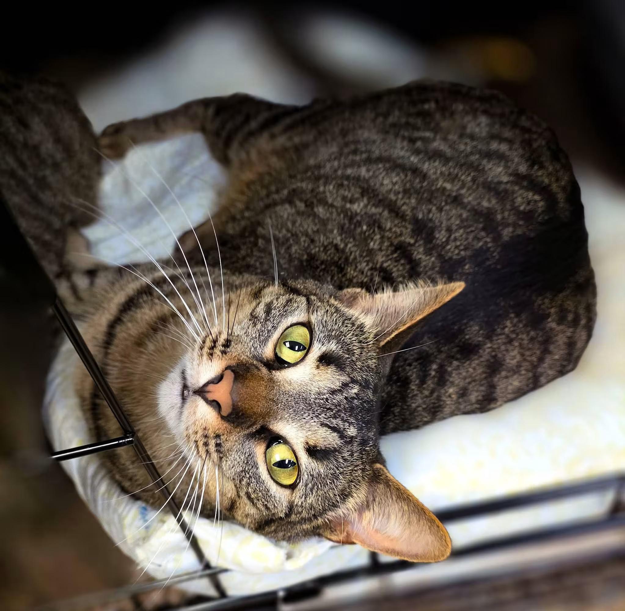 Enlarge Opal and Ruby, a ADOPTABLE Domestic Short Hair in Sterling Heights, MI image 2/4