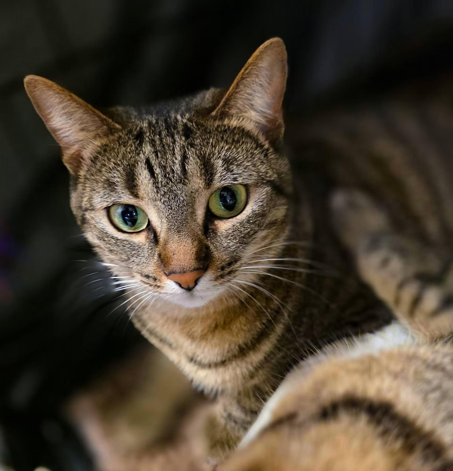 Enlarge Opal and Ruby, a ADOPTABLE Domestic Short Hair in Sterling Heights, MI image 3/4