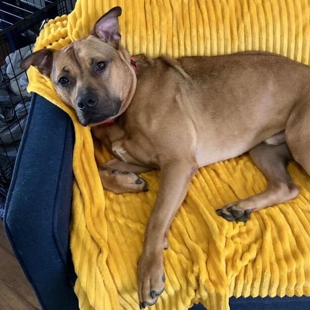 Enlarge Mash, a Adoptable mixed breed in Wichita, KS image 1/6