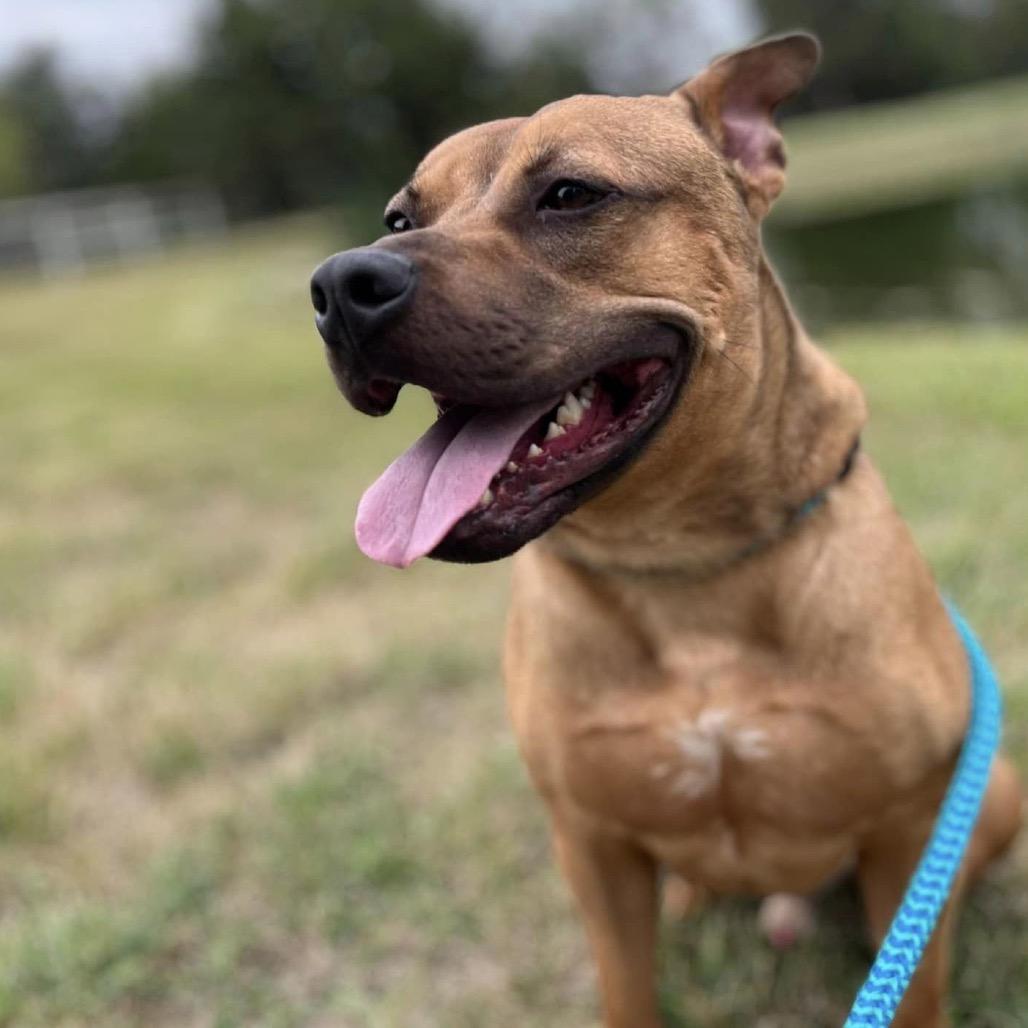 Enlarge Mash, a Adoptable mixed breed in Wichita, KS image 2/6