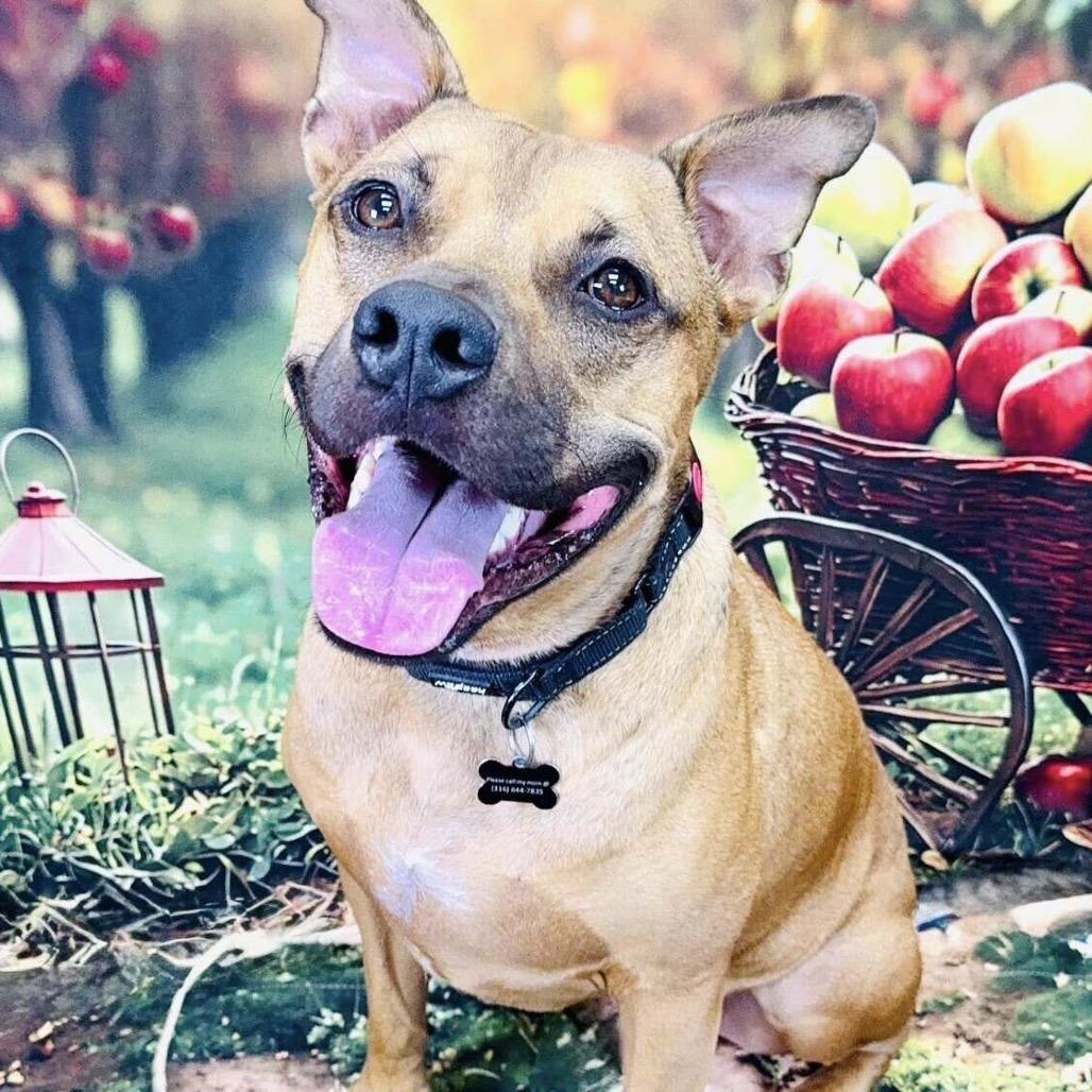 Enlarge Mash, a Adoptable mixed breed in Wichita, KS image 3/6