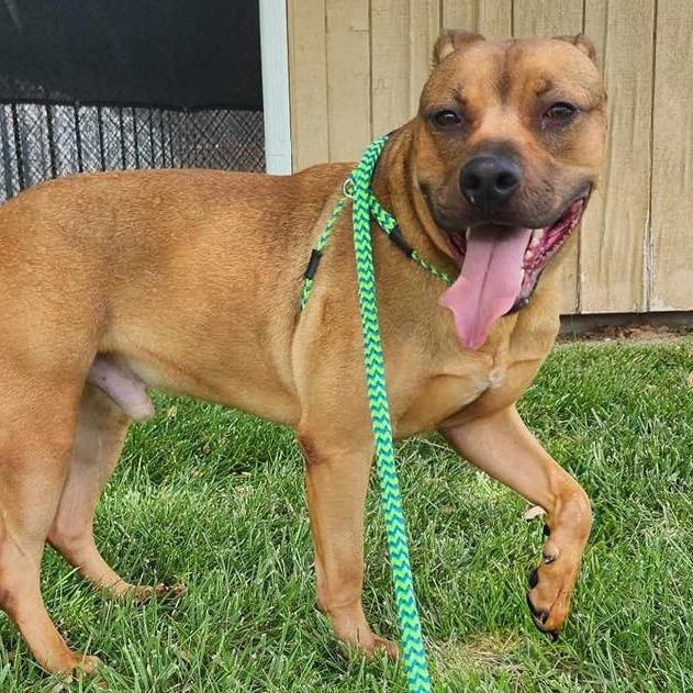 Enlarge Mash, a Adoptable mixed breed in Wichita, KS image 4/6