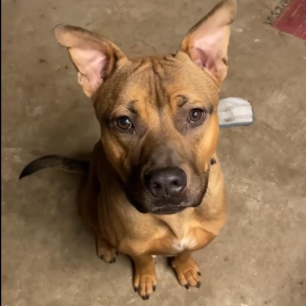 Enlarge Mash, a Adoptable mixed breed in Wichita, KS image 5/6