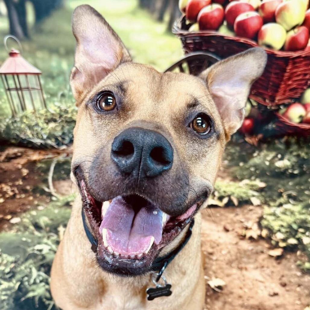 Enlarge Mash, a Adoptable mixed breed in Wichita, KS image 6/6