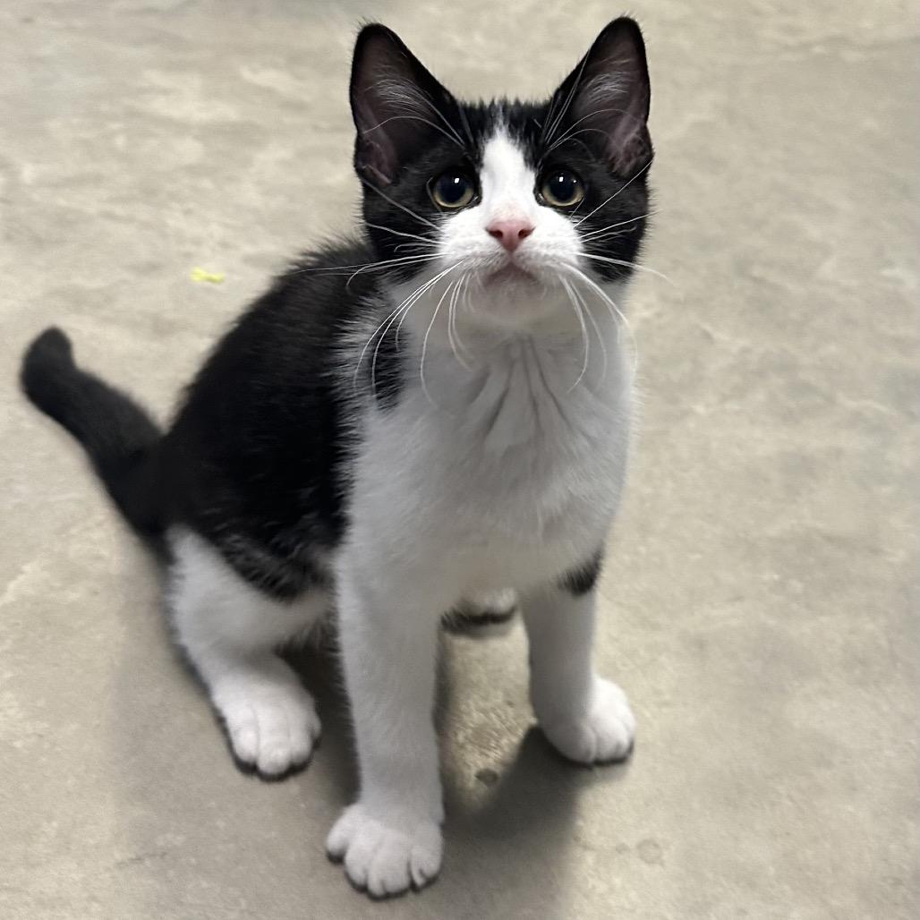 Reepicheep, an adopted Domestic Short Hair in Clinton, IL image 1/2