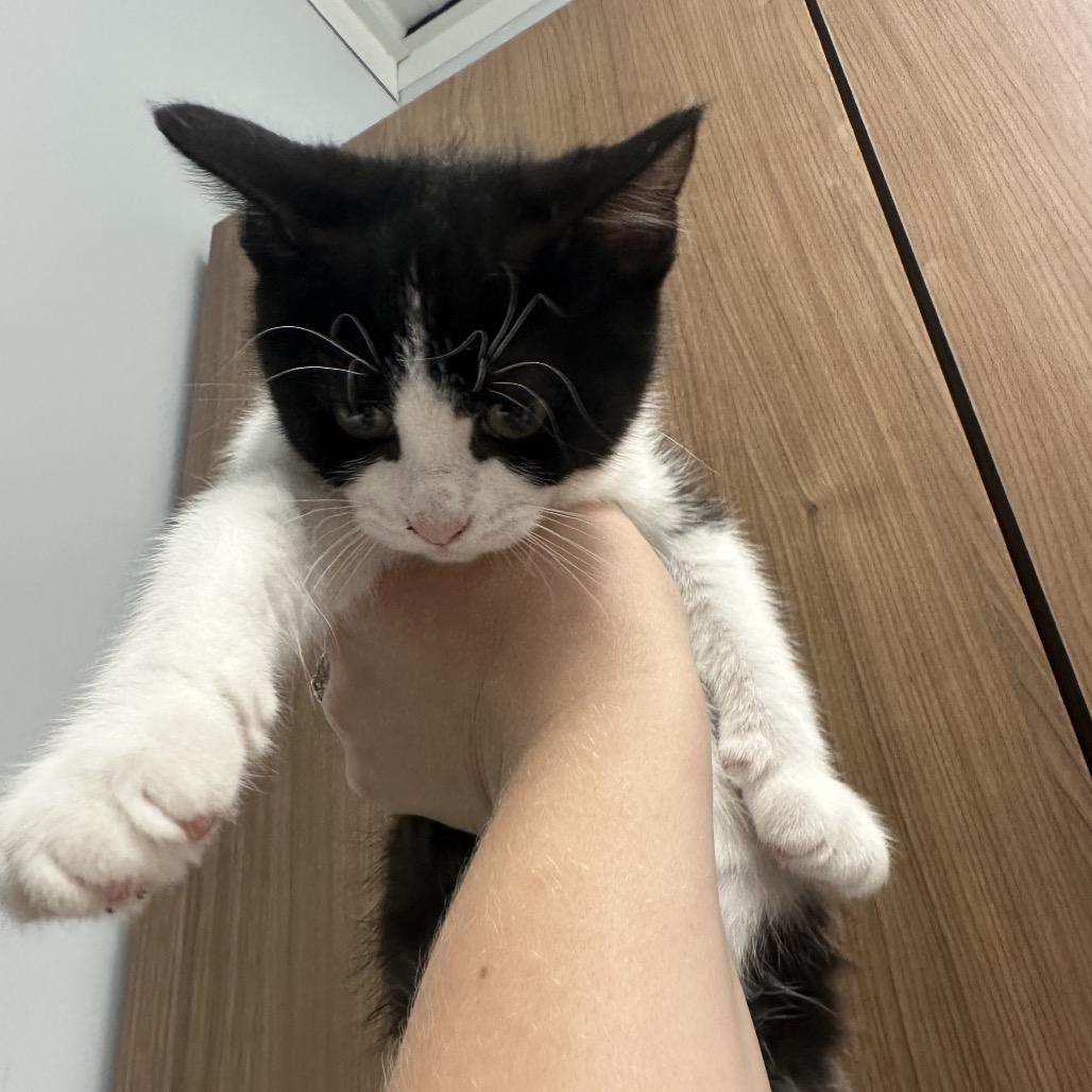 Reepicheep, an adopted Domestic Short Hair in Clinton, IL image 2/2