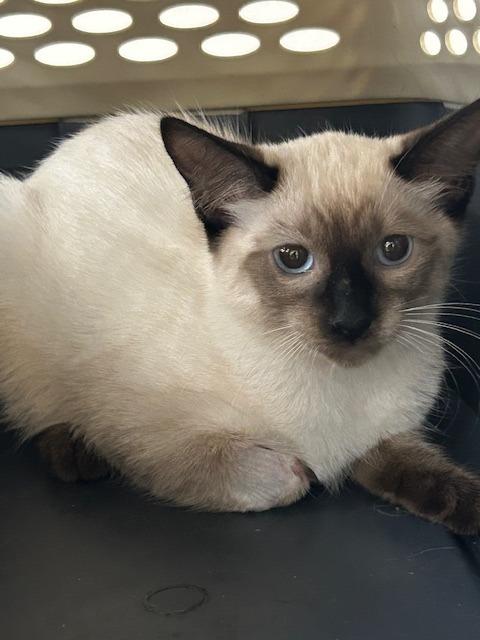 Enlarge Soy, a Adoptable Siamese in Grand Junction, CO image 1/2