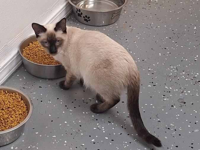Enlarge Soy, a Adoptable Siamese in Grand Junction, CO image 2/2