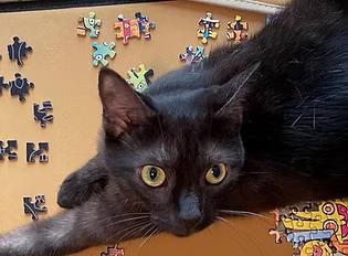 Enlarge Manta Ray, a Adoptable Domestic Short Hair in Evanston, IL image 2/6