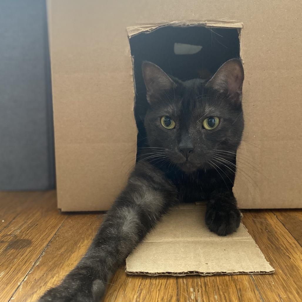 Enlarge Manta Ray, a Adoptable Domestic Short Hair in Evanston, IL image 4/6