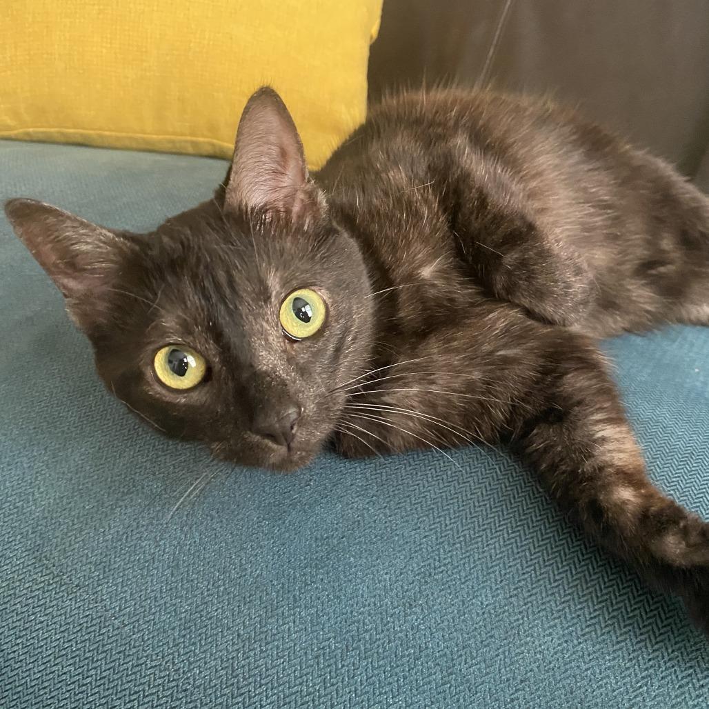 Enlarge Manta Ray, a Adoptable Domestic Short Hair in Evanston, IL image 5/6