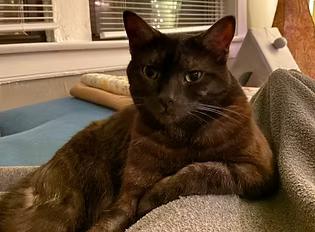 Manta Ray, Adoptable, Adult Male Domestic Short Hair.