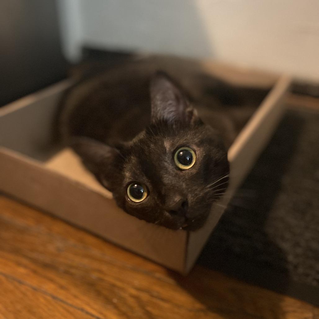 Enlarge Manta Ray, a Adoptable Domestic Short Hair in Evanston, IL image 3/6