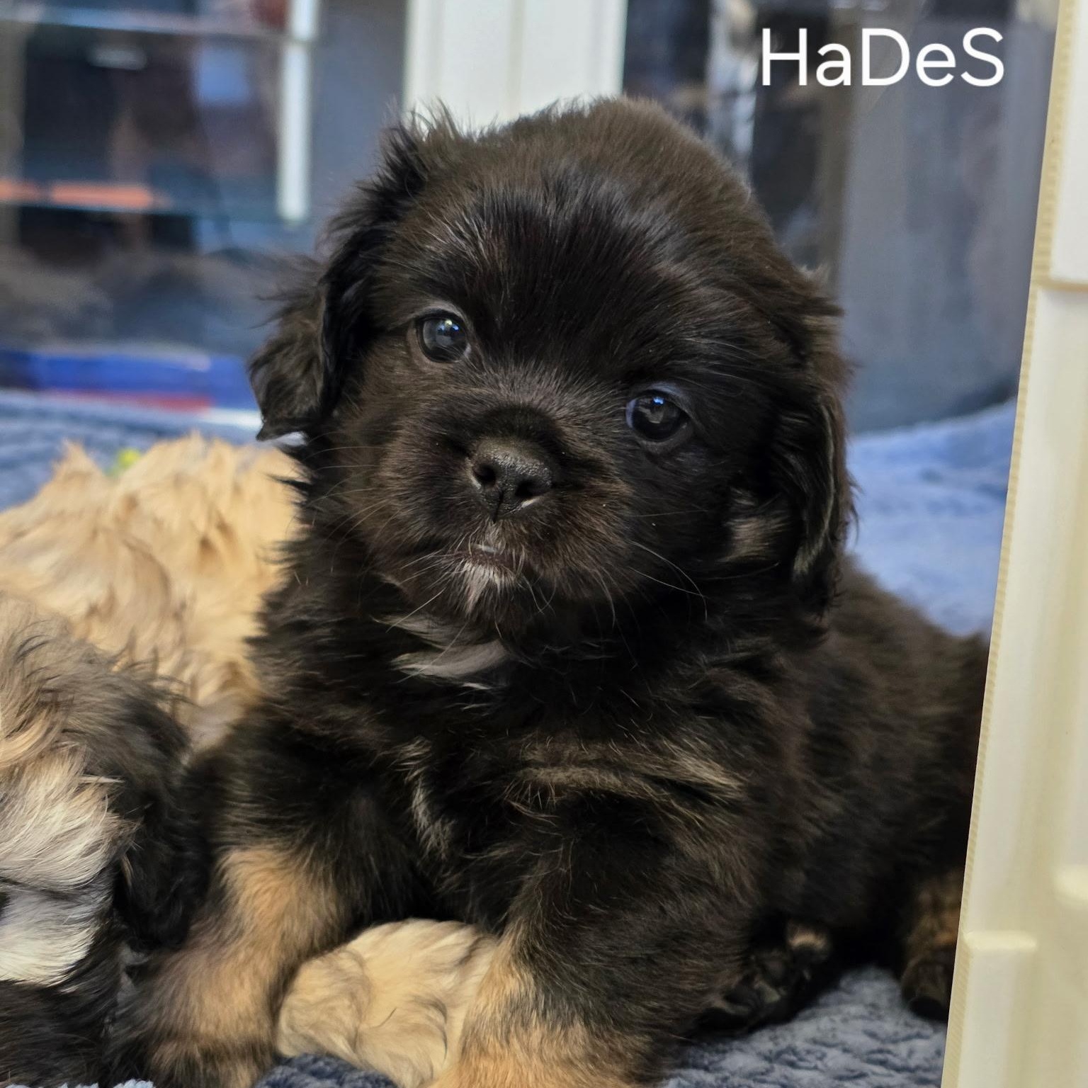 Enlarge Hades, an adopted mixed breed in Rancho Santa Fe, CA image 1/2