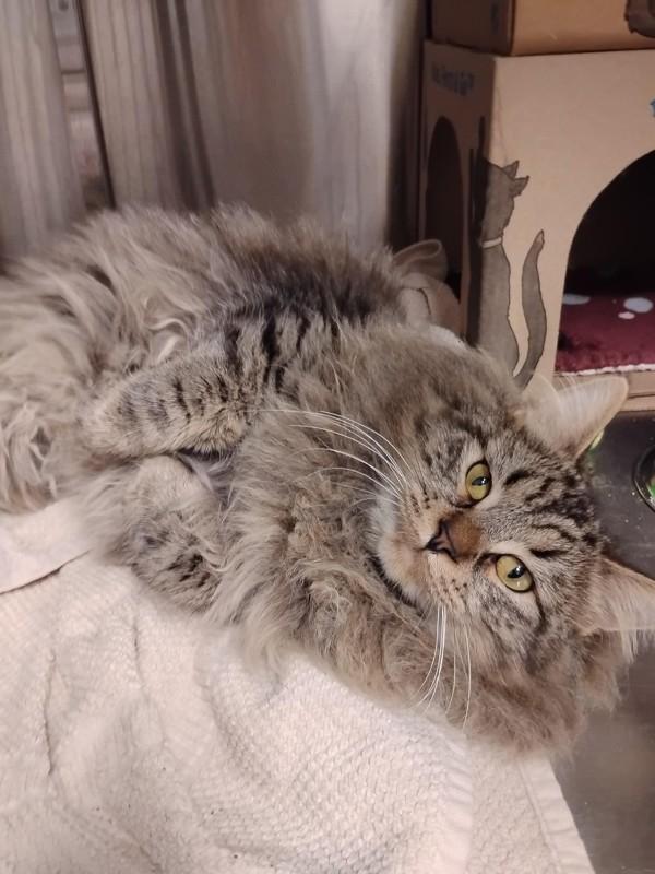 Lincoln Logs, Adoptable, Adult Male Domestic Long Hair.