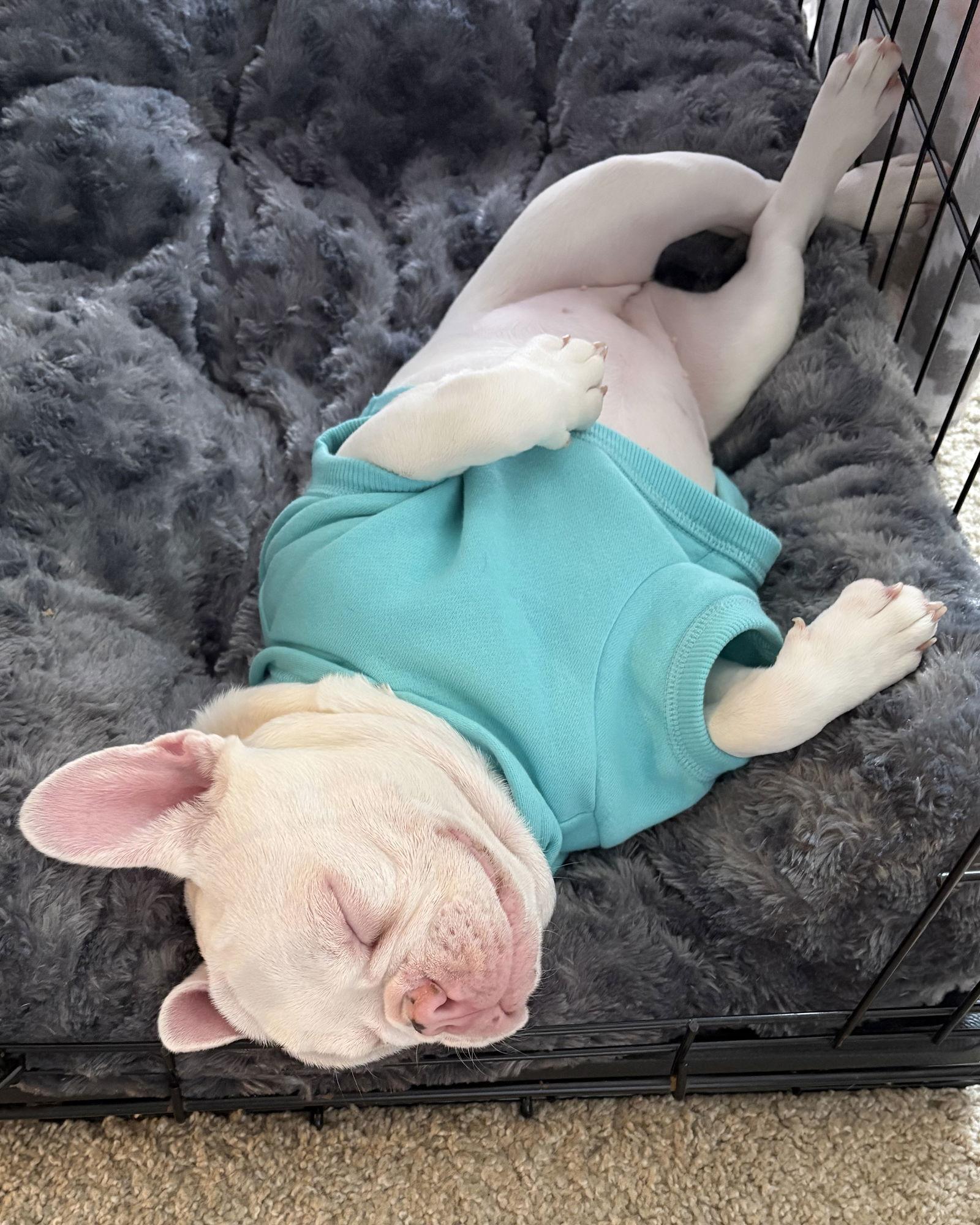 Peppa, a Adopted French Bulldog in Corona, CA image 1/3